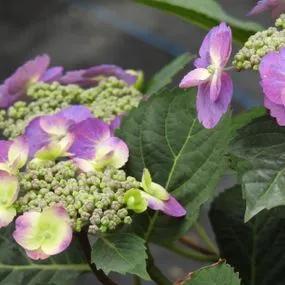 Blueberry Cheesecake Hydrangea Plants (Hydrangea Flair And Flavours) 3
